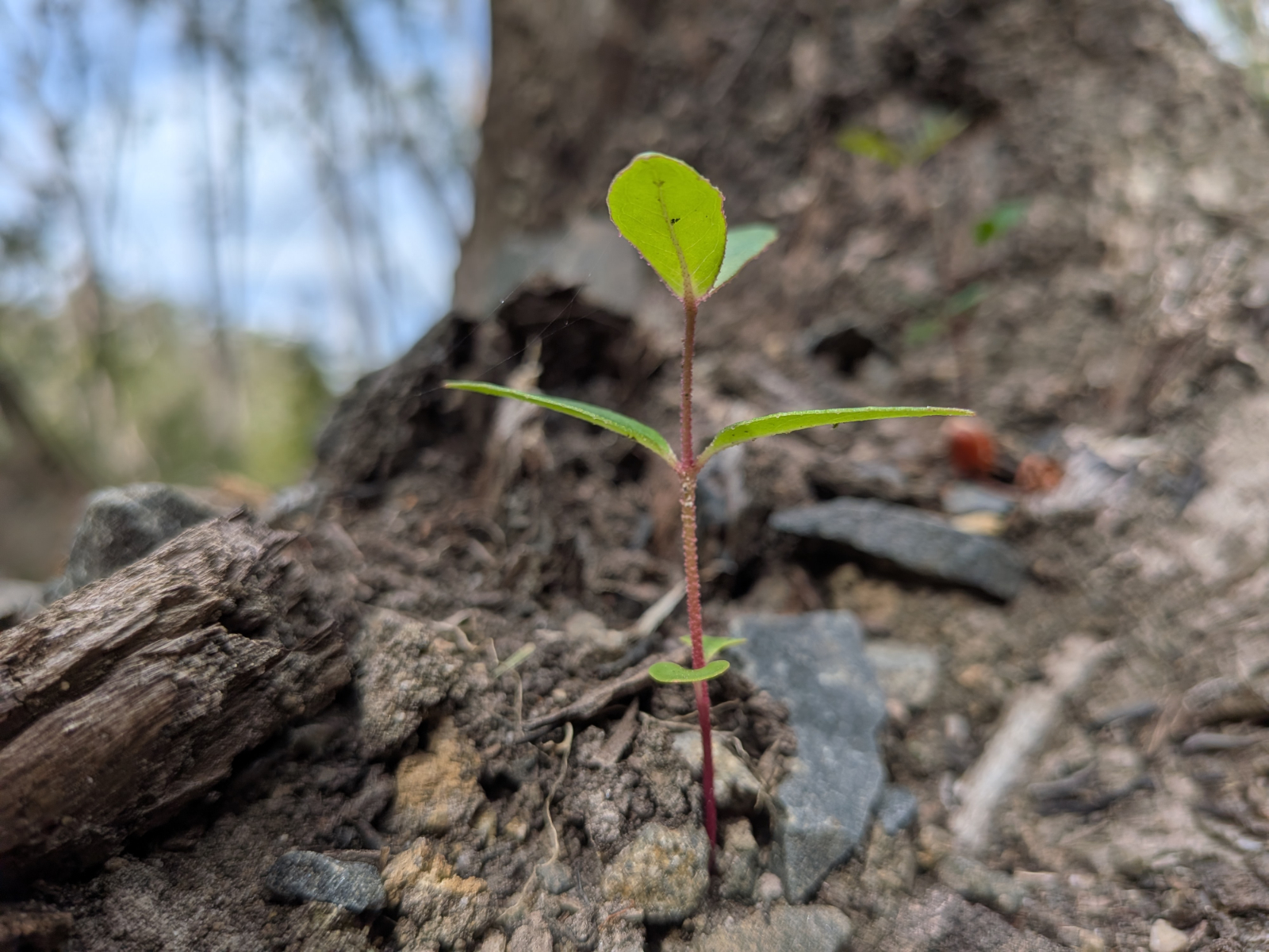 Growth
